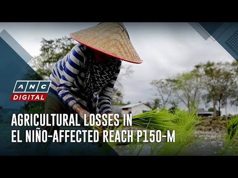 Agricultural losses in El Niño-affected reach P150-M | ANC [Video]