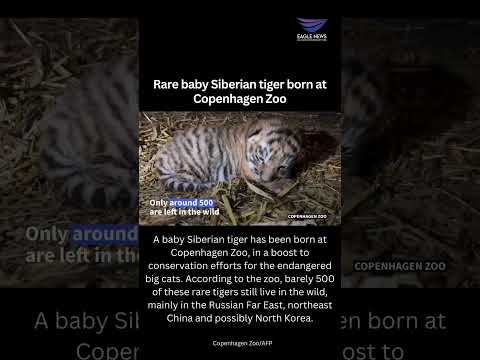 Rare baby Siberian tiger born at Copenhagen Zoo [Video]