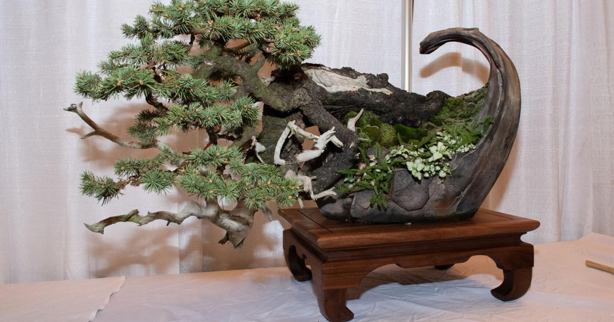 Inside a big bonsai show filled with tiny trees from Pennsylvania to Connecticut [photos, video] | Home & Garden