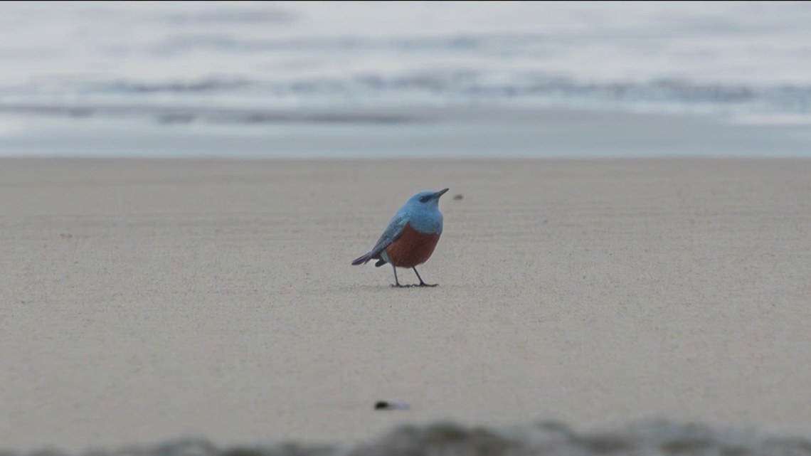 ‘One of a kind’: Beginner photographer captures a blue rock thrush [Video]