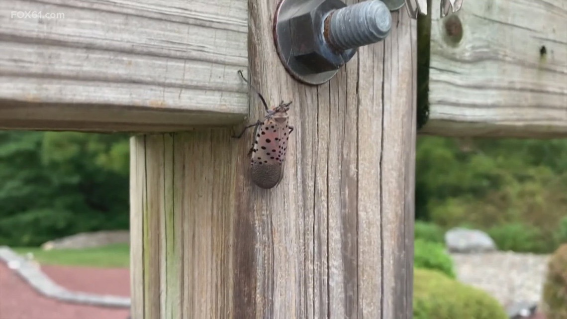Spotted Lanternfly could impact Connecticut’s honey production [Video]