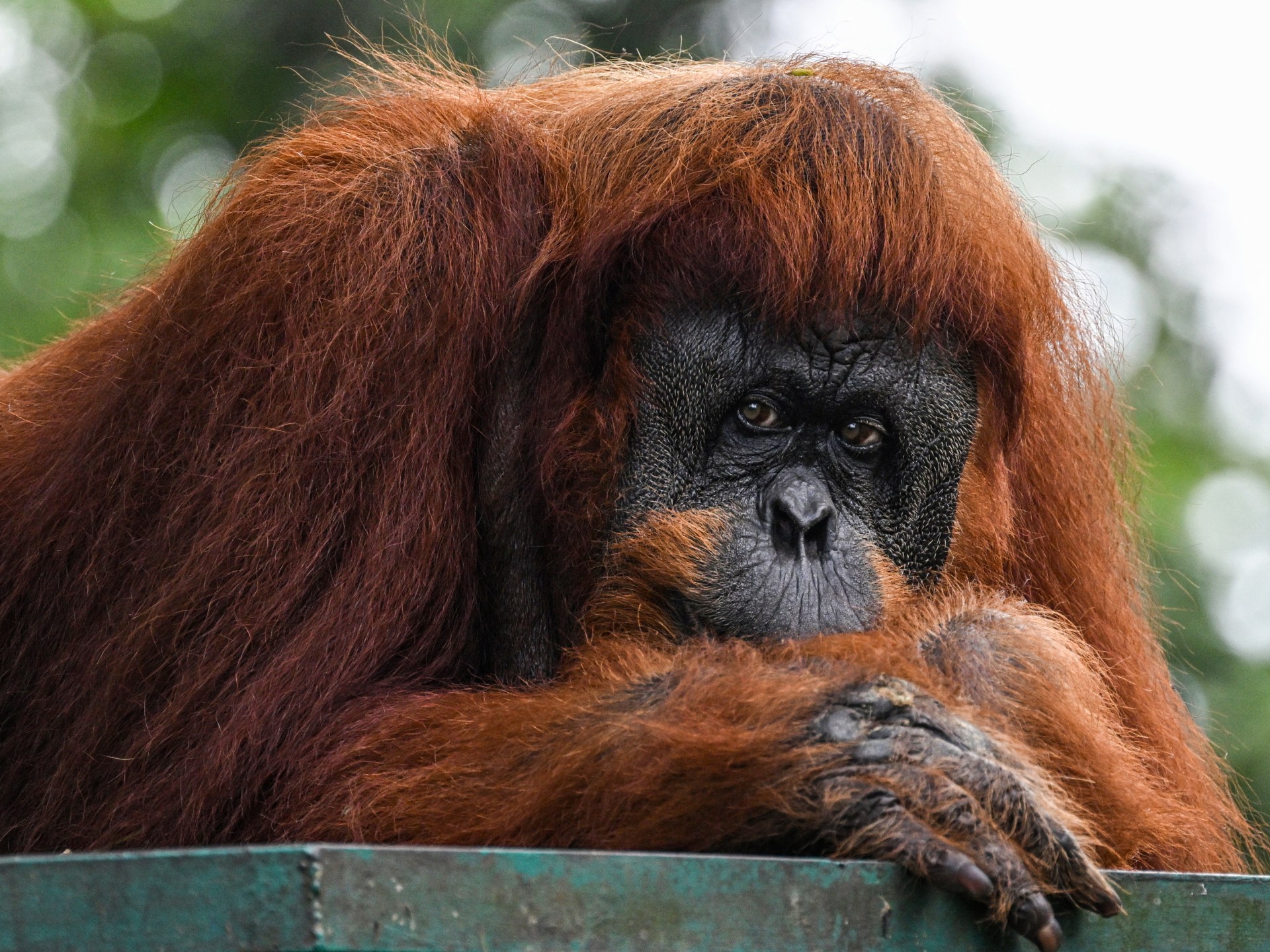 Malaysia plans orangutan diplomacy in palm oil pitch | Environment News [Video]