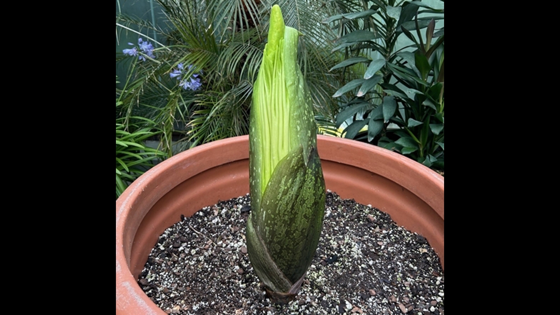 Corpse Flower set to bloom in St. Paul [Video]
