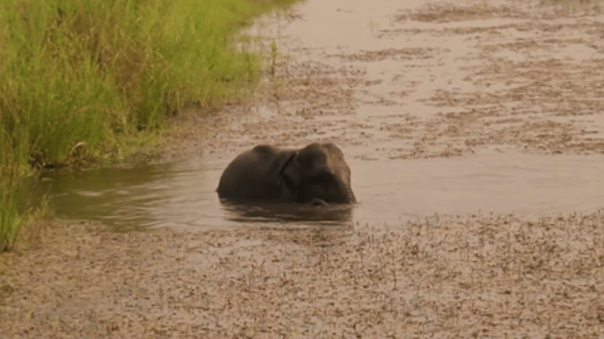 Viral Video: Baby Elephant Wins Internet With Its Adorable Bath Time In River