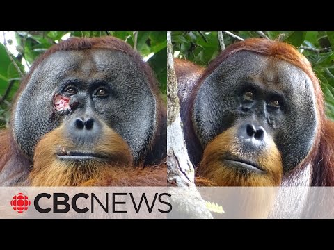 Orangutan seen treating facial wound with medicinal plant [Video]