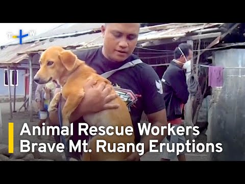 Indonesian Volunteers Rescue Pets Abandoned After Mt. Ruang Eruption  | TaiwanPlus News [Video]