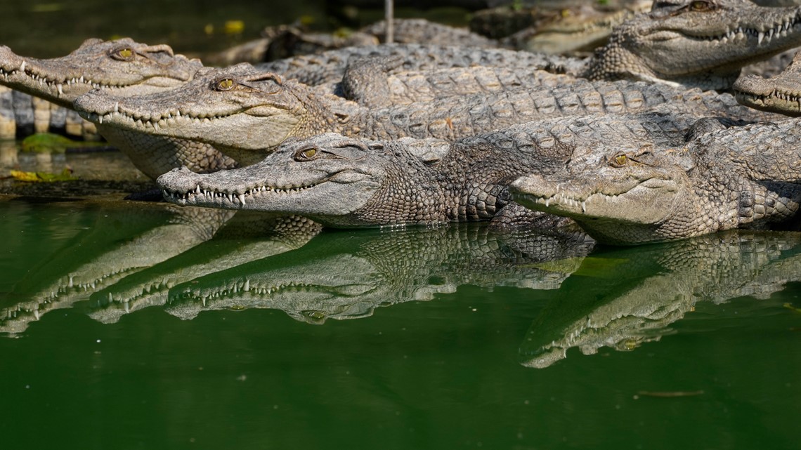 Mom accused of throwing son to death in crocodile-infested canal [Video]