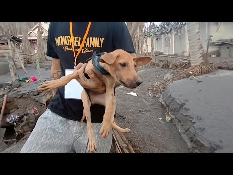 Indonesian volunteers rescue dogs from rubble of volcanic eruption | AFP [Video]
