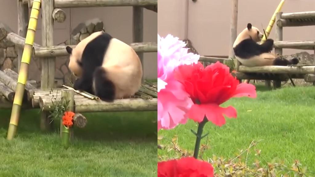 Panda mom honored with Mother’s Day feast at Japanese zoo [Video]