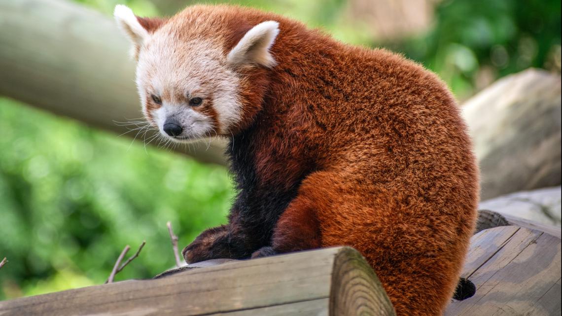 Red panda comes to Virginia Zoo [Video]