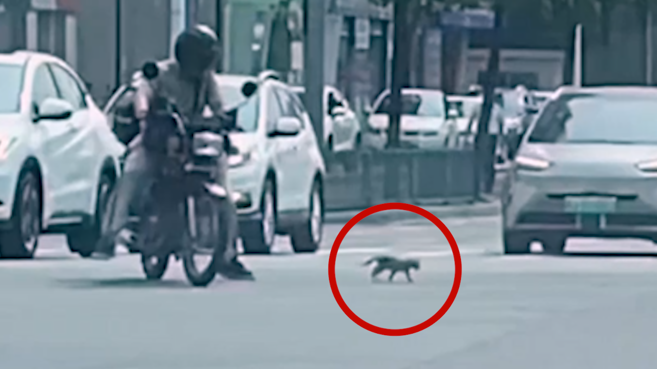 Motorcyclist saves cat from getting run over (Video)