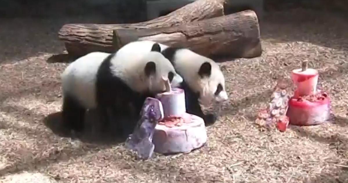 Last pandas in the U.S. are going back to China [Video]