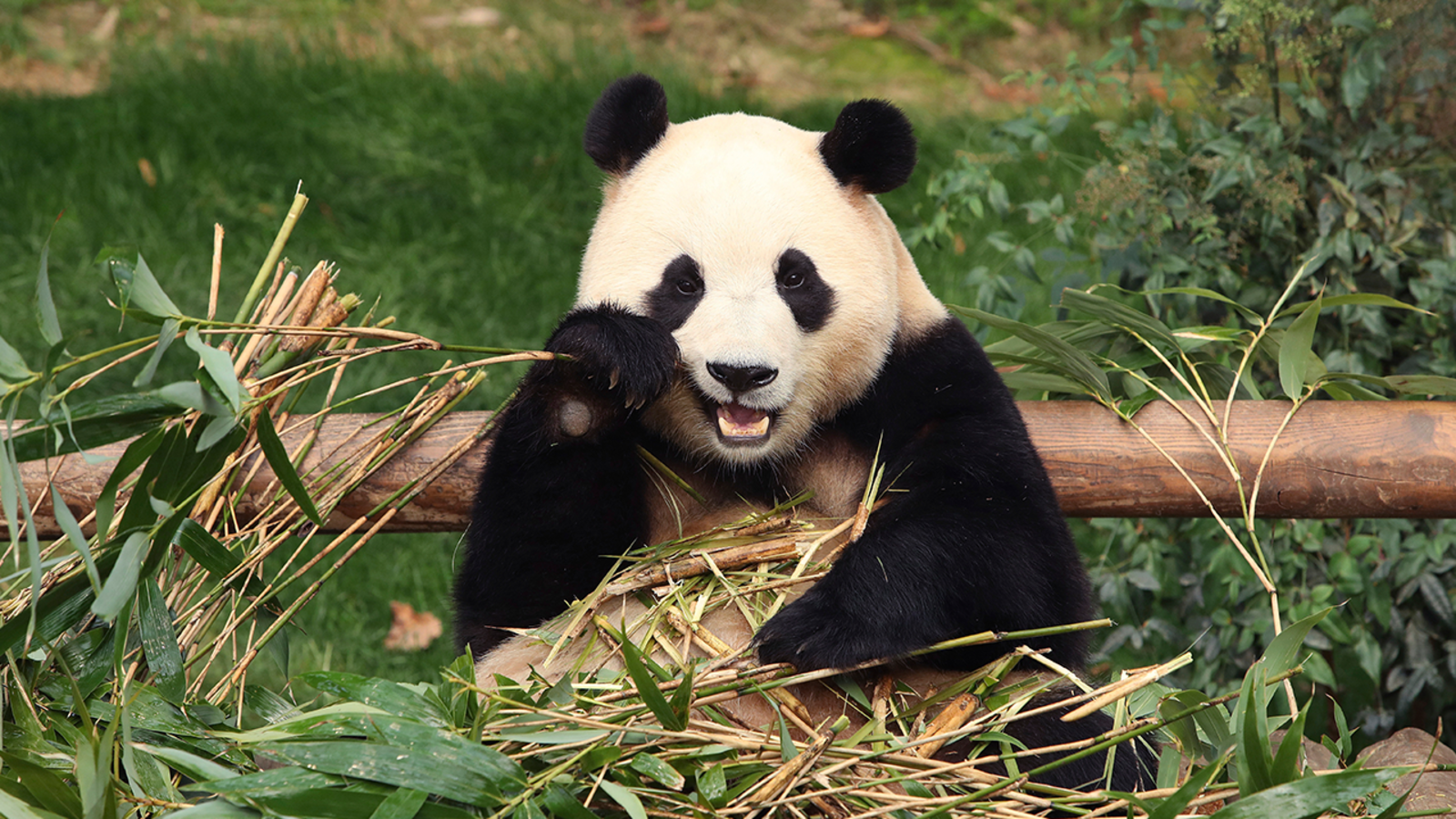 Mayor London Breed’s plans to bring pandas to San Francisco Zoo from China hits roadblock with board of supervisors [Video]