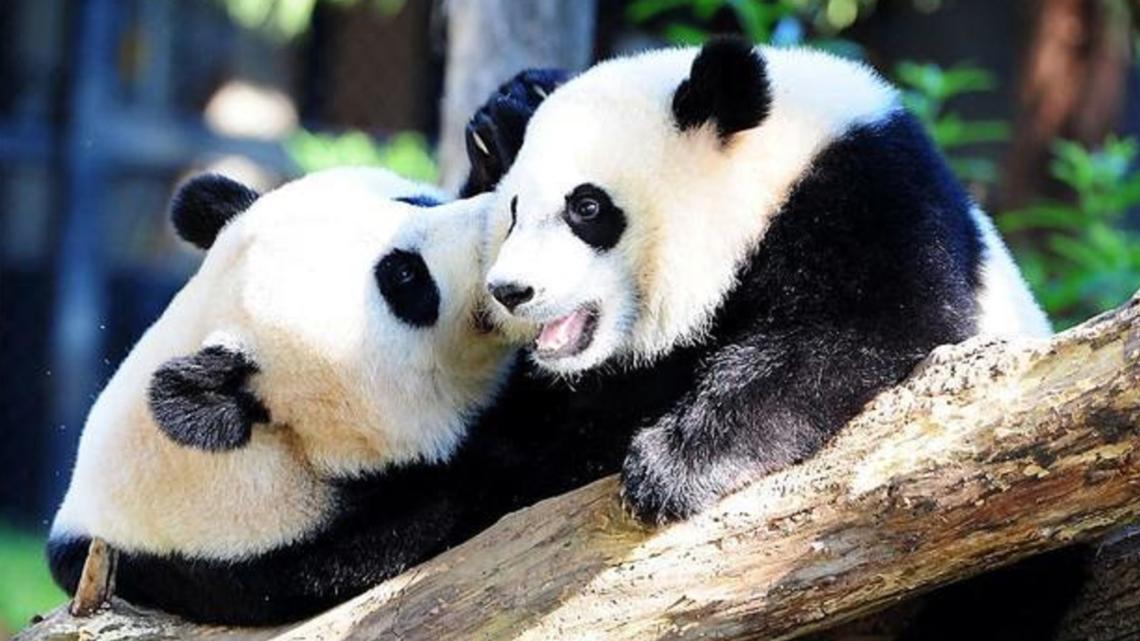 Last pandas in the U.S. to return to China this fall [Video]