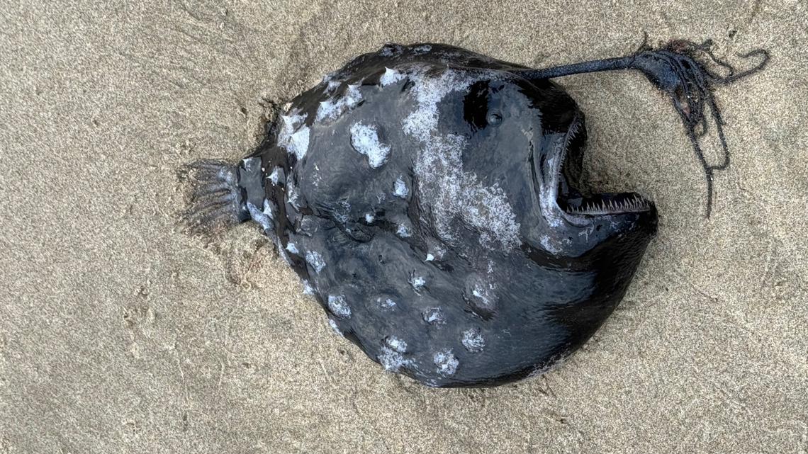 Rare deep-sea angler fish washes up near Cannon Beach [Video]