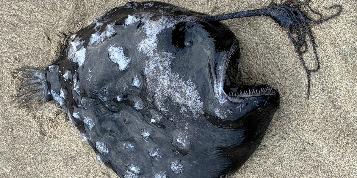 Rare deep-sea angler fish found near Cannon Beach [Video]