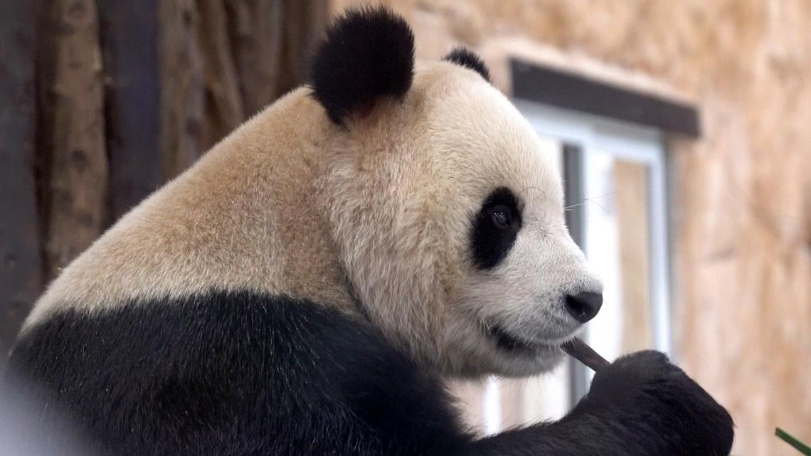 Zoo Atlanta announces giant pandas to return to China [Video]