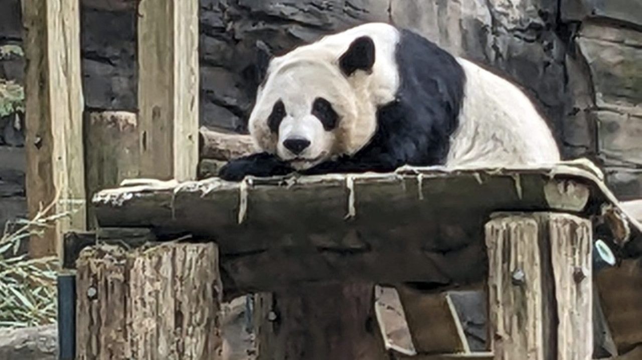 Georgia zoo set to return last giant pandas in US to China [Video]