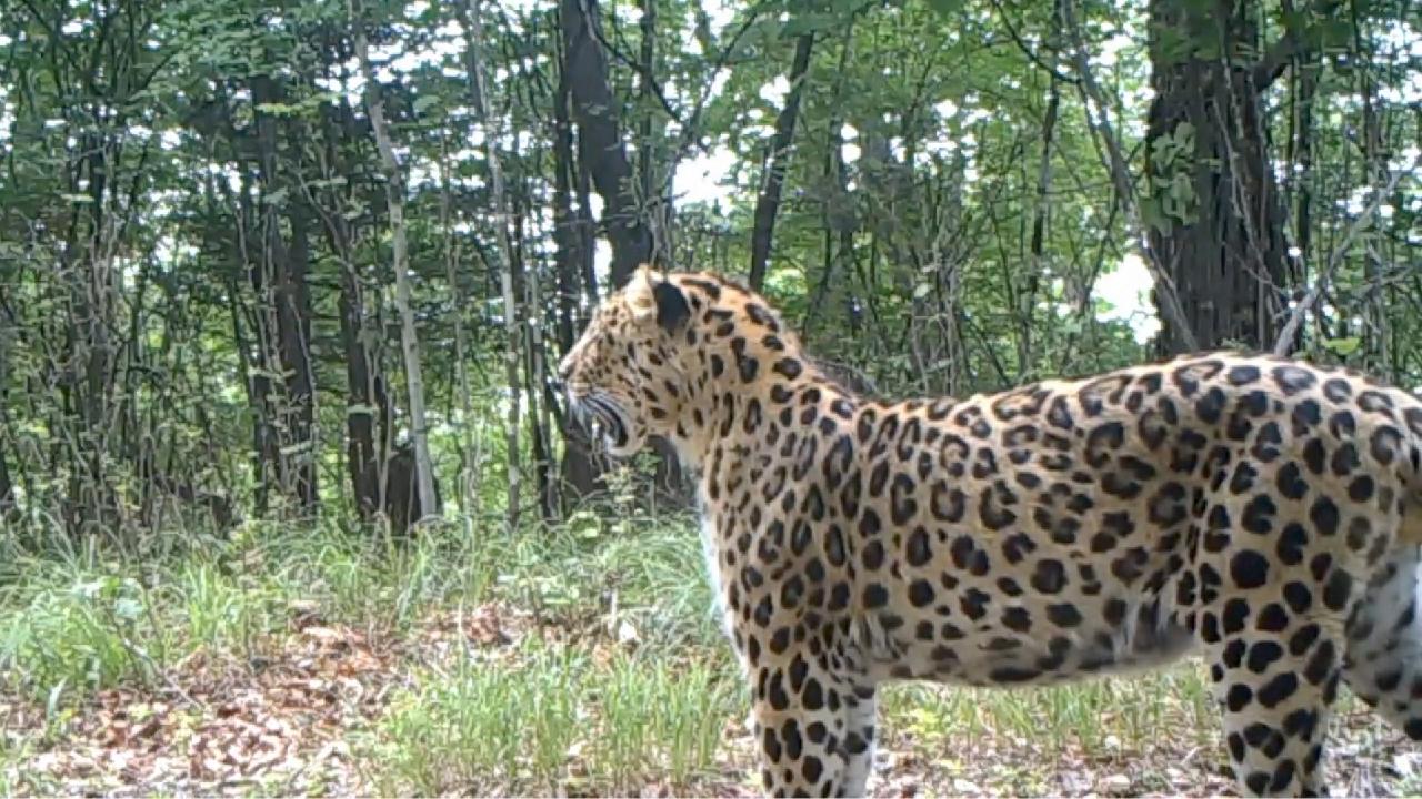 Siberian tigers, Amur leopards flourish in NE China’s national park [Video]