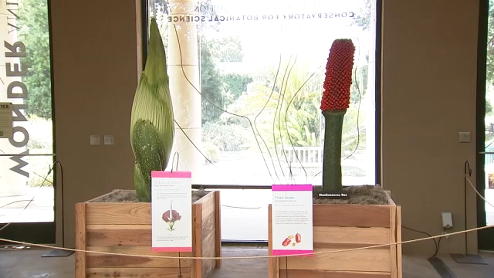 Corpse flower blooming season: Stinky plant on display at The Huntington Botanical Gardens in San Marino [Video]