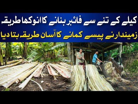 Innovative Pakistani Farmer Discovers Gold in Banana Trees | Banana Fiber Production | HUM News [Video]
