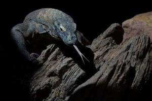 Komodo dragons have teeth coated in iron to kill prey: study [Video]