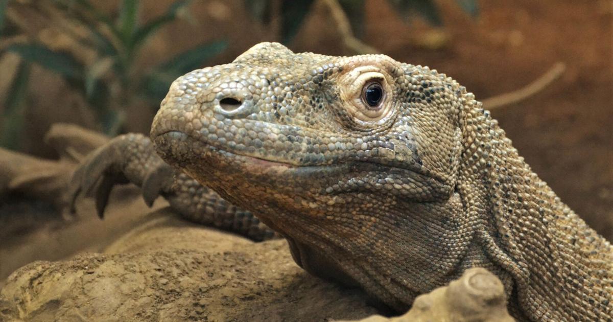 Komodo dragons have iron-tipped teeth, new study shows | [Video]