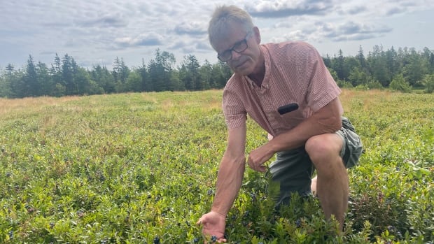 Wild blueberry growers in P.E.I., worried about low prices, look to tap into new markets [Video]